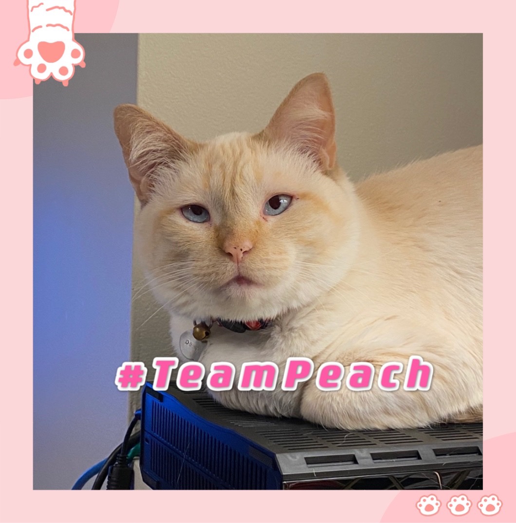 The Case for Peach- sickly little runt - you can hold her like a baby - she grunts instead of purring - has a scraggly yell - always looks mad - literally the most affectionate cat of all time- everyone is her best friend - clumsy and stupid