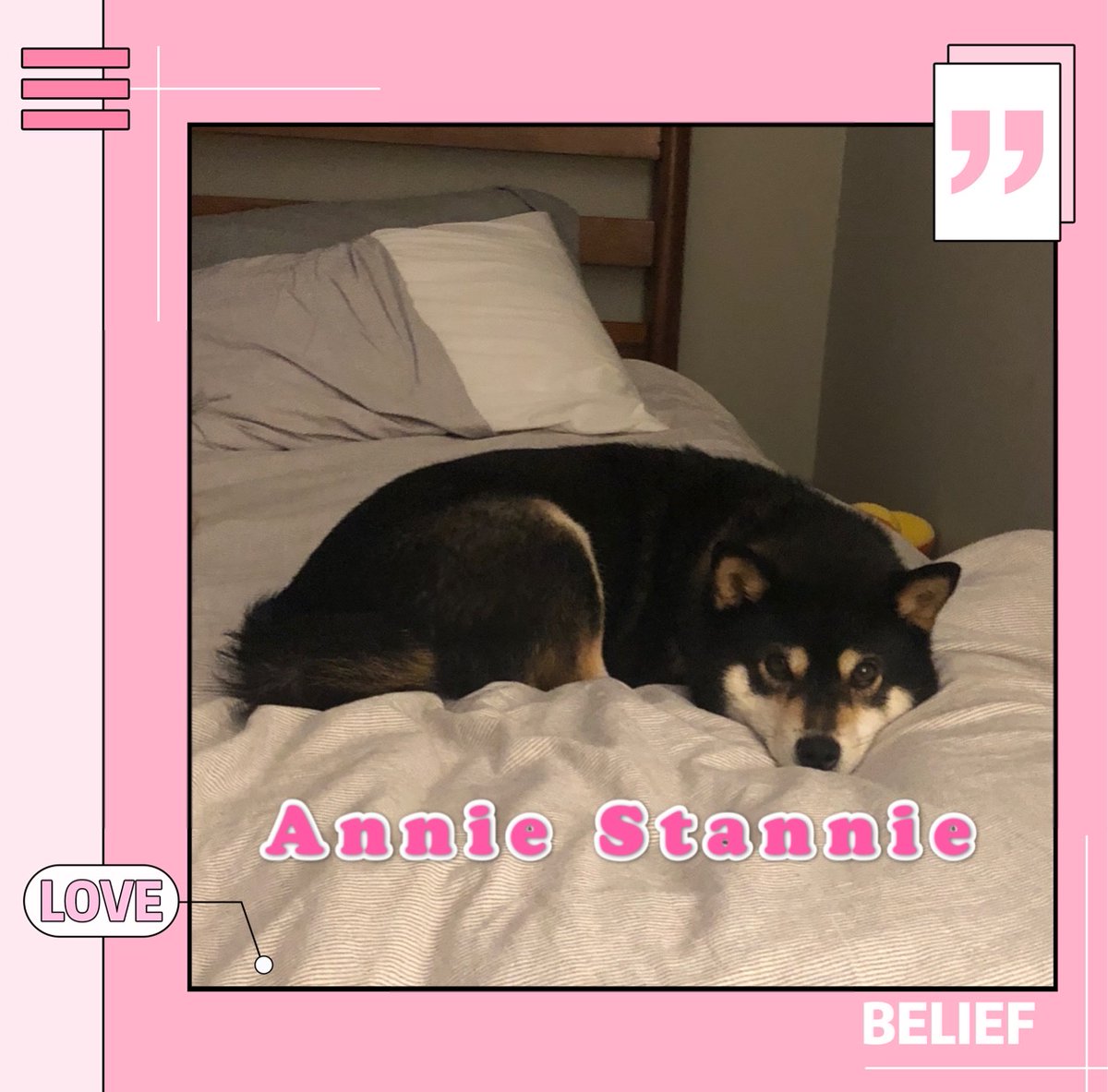 The case for Annie- Japanese - Only 20 lbs, way smaller than she looks - Awooos a lot- chubby cheeks - curly tail - literally the most beautiful dog in the entire world she’ll bring you to tears- a true joy to spend time with