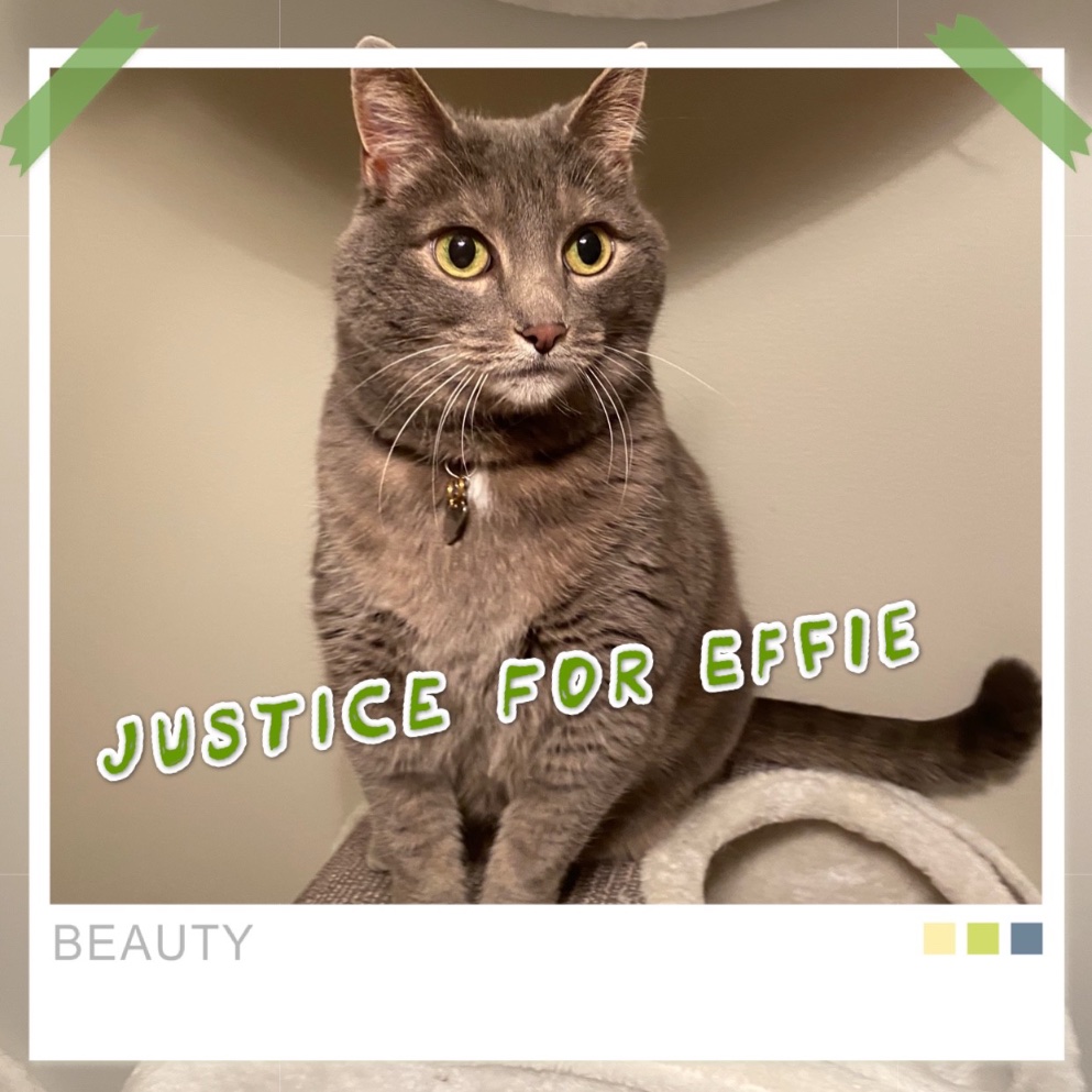 The Case for Effie- Underdog who hides all the time- The best cuddler- Scared of everything except humans - Very graceful - Softest of the pets - Mature, just likes to chill out- Chonky enough to be perfect cuddle size- Also lets you hold her like a baby