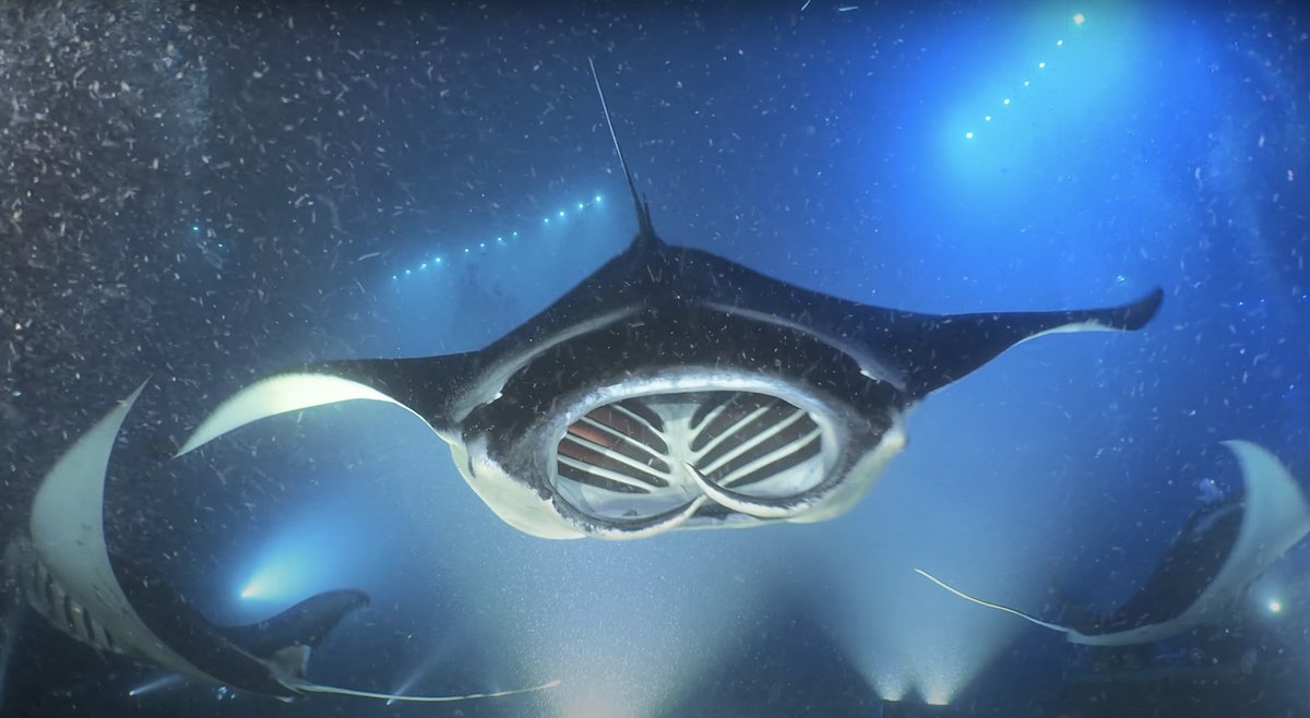 Pawlik Lab tweet media