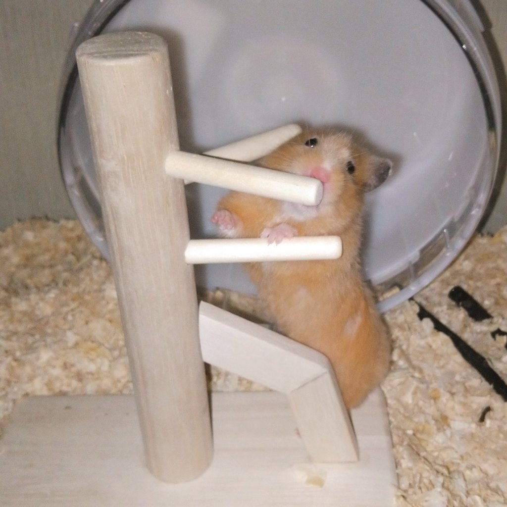 木人椿 木人椿