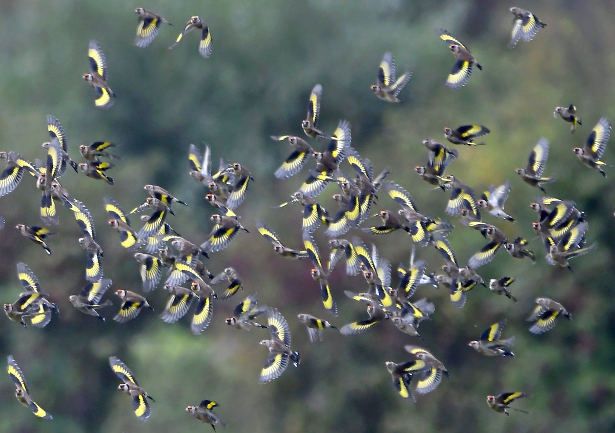 A Charm of Goldfinches! 