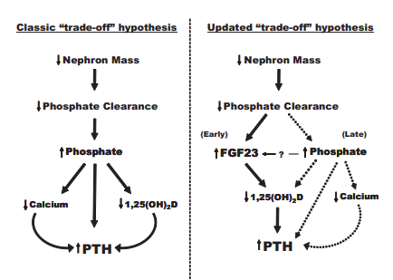 4/ FGF-23 not known in 1970s. This  @CJASN review depicts the complicated, convoluted and intricate Ca – P – Vit D – FGF-23 - 1,25OHVitD – PTH interactions in normal individuals and those with CKD.  https://cjasn.asnjournals.org/content/6/4/913&nbsp;. Did I mention it is complicated????