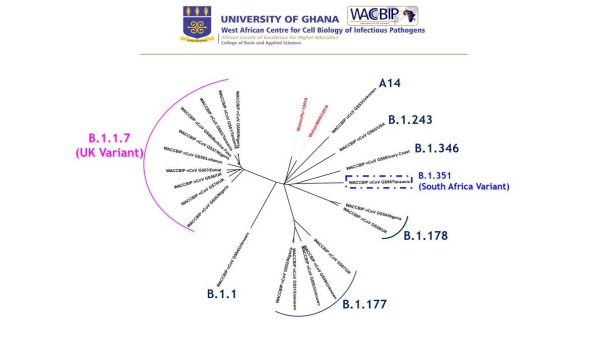 Gordon Awandare (@gordon_awandare) on Twitter photo Folks, like the president said, we have detected the UK and SA variants in several travelers arriving in Ghana recently. That data are ominous for the continent because most of the individuals came from African countries. <a href="/WACCBIP_UG/">WACCBIP</a> <a href="/UnivofGh/">University of Ghana</a> <a href="/NMIMR_UG/">Noguchi Memorial Institute for Medical Research</a> <a href="/nanopore/">Oxford Nanopore</a> <a href="/NetworkArtic/">ARTIC Network</a> Folks, like the president said, we have detected the UK and SA variants in several travelers arriving in Ghana recently. That data are ominous for the continent because most of the individuals came from African countries. <a href="/WACCBIP_UG/">WACCBIP</a> <a href="/UnivofGh/">University of Ghana</a> <a href="/NMIMR_UG/">Noguchi Memorial Institute for Medical Research</a> <a href="/nanopore/">Oxford Nanopore</a> <a href="/NetworkArtic/">ARTIC Network</a>