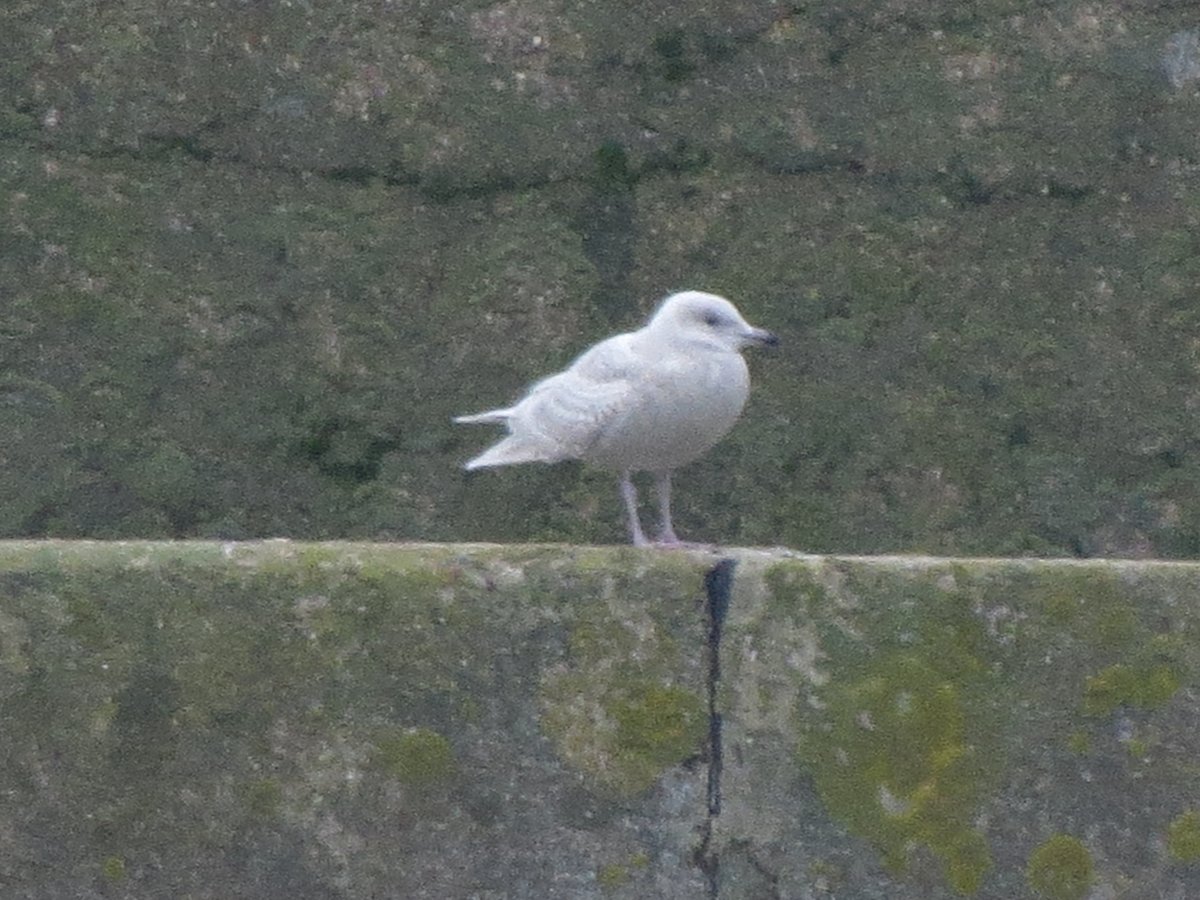 SW London Birder tweet media