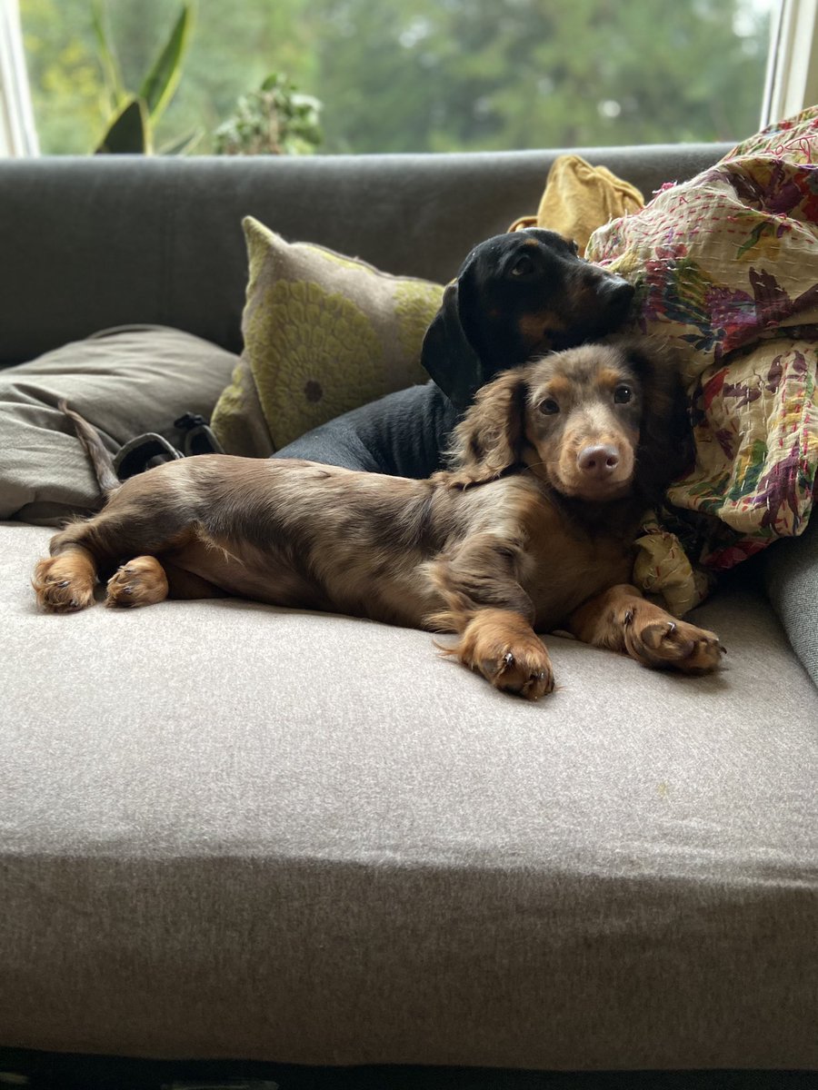 louise_aikman's tweet photo. My dog went missing at around 12.30 today in Pears Close, Kenilworth please help spread the word to find her. Choc/tan dapple #lostdog #helpfindmydog https://t.co/9eZcWKUw9B