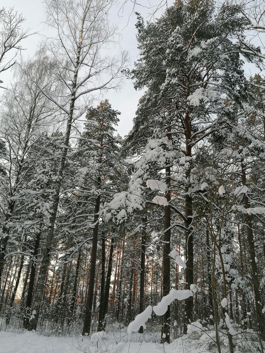 AnisevaPa's tweet photo. Ляпота! Морозец, белая зима, свежий воздух! - 20! Радость! Зимний лес завораживает! Созерцаю с восторгом уже неделю. Вдохновение! :) https://t.co/ZGAqII5yyk