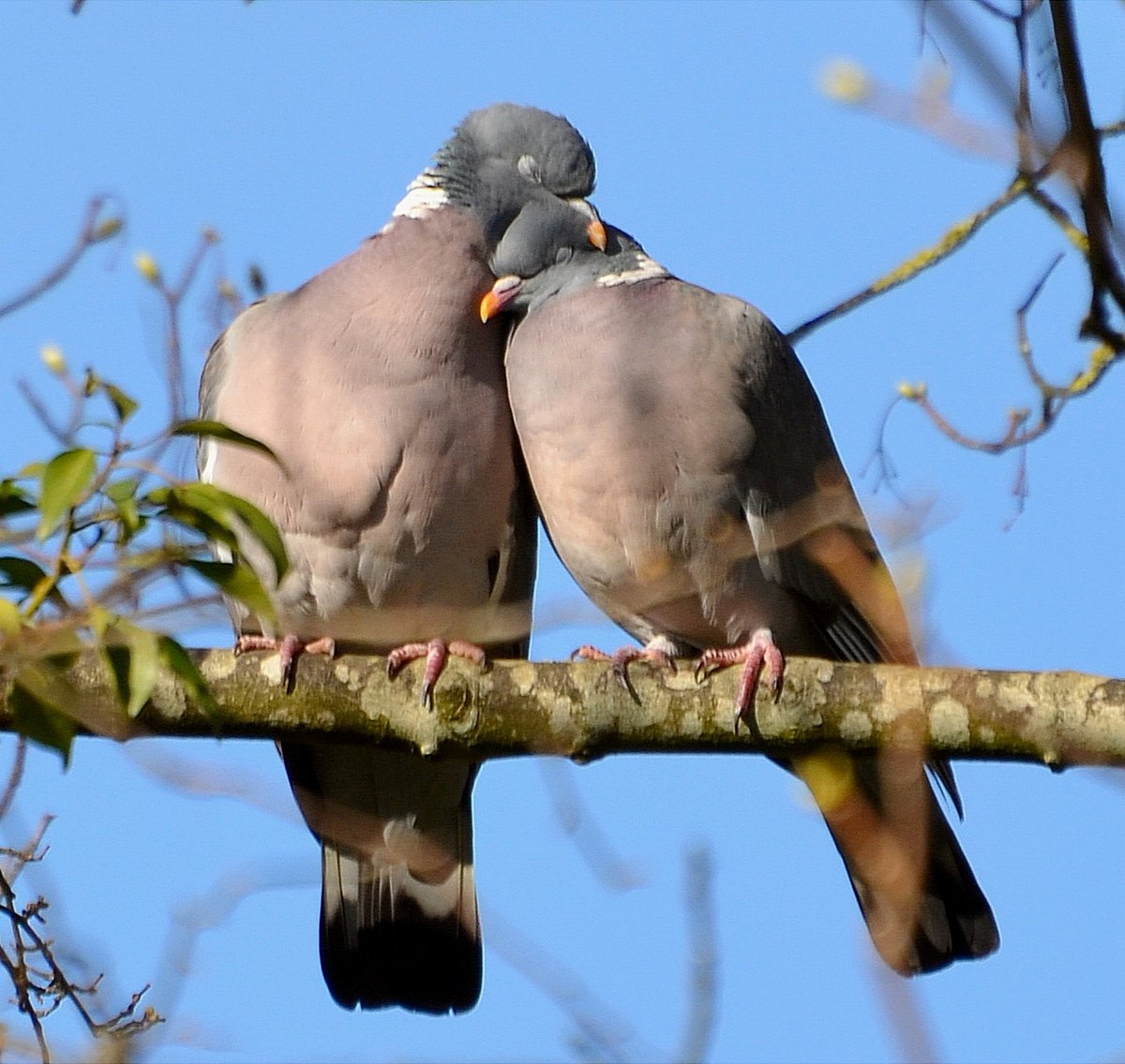 Woodpigeons in love... 