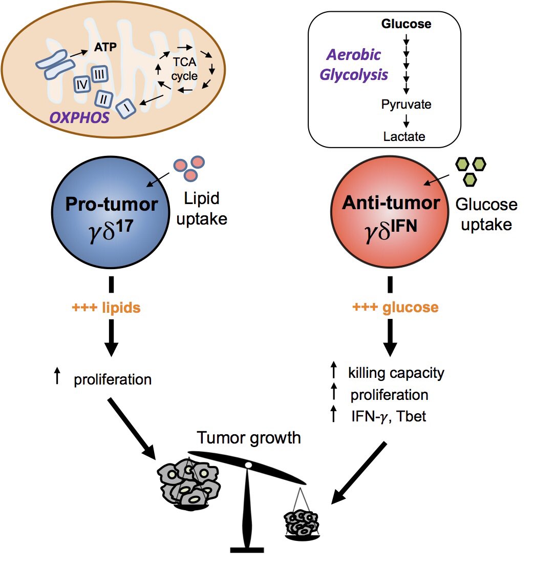 BSilva_Santos's tweet photo. The result of a great collaboration with @lynchielydia, @DanPennington1 and @RafaJArguello, is out today in @NatImmunol! :) Conducted by @NoellaLopes, @Claire_McIn, @_stefaniamartin, @NitalSumaria, on metabolism of effector gamma-delta T cell subsets and implications for cancer: https://t.co/26xIDzh3FJ