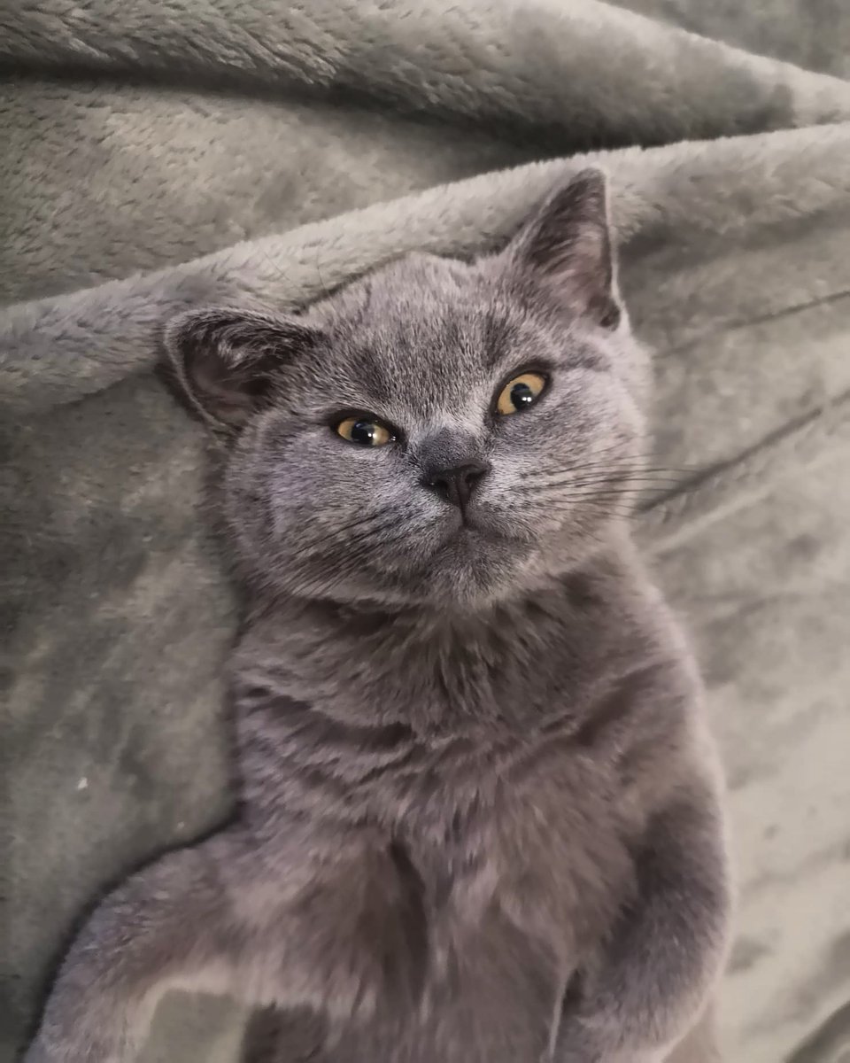 Wilson28158873's tweet photo. Lunes... 💤🐈
#CatsOfTwitter #gato #love #pets #mascota #animals #catlife #gatitos #catlover #catofday #catclub #cat #animales #sweetcat #britishshorthair #british https://t.co/AHDBBhLBYa