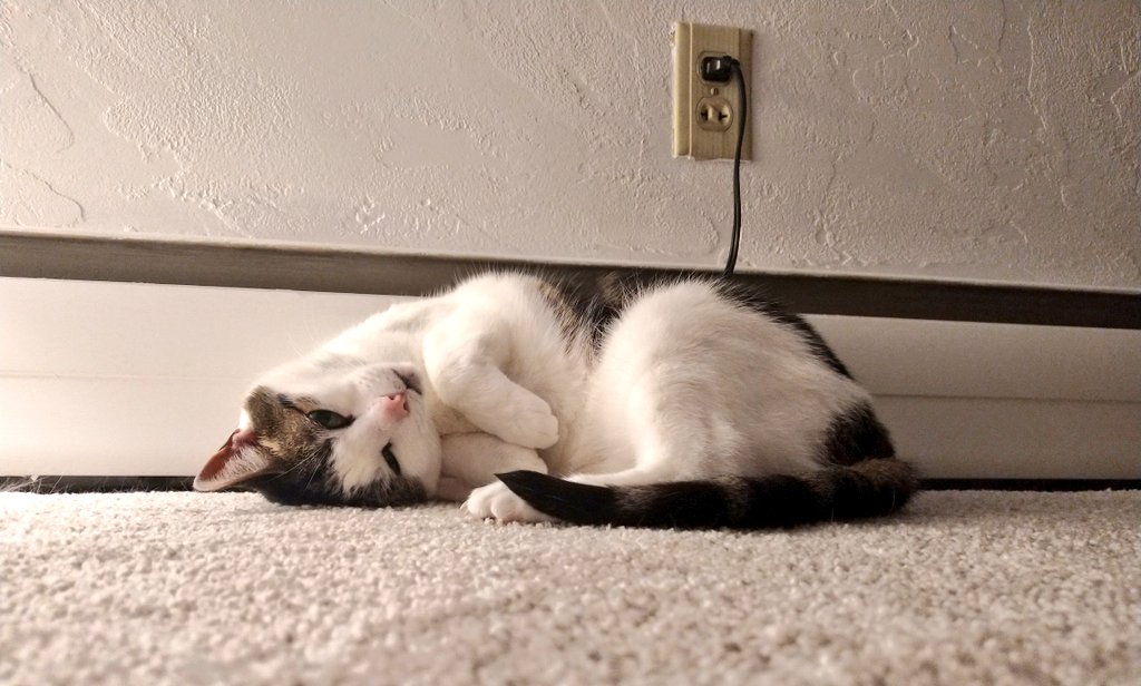 cindyckx's tweet image. Her pawrents (@SJB_SynBio and myself) are both #FirstGenAcademic..