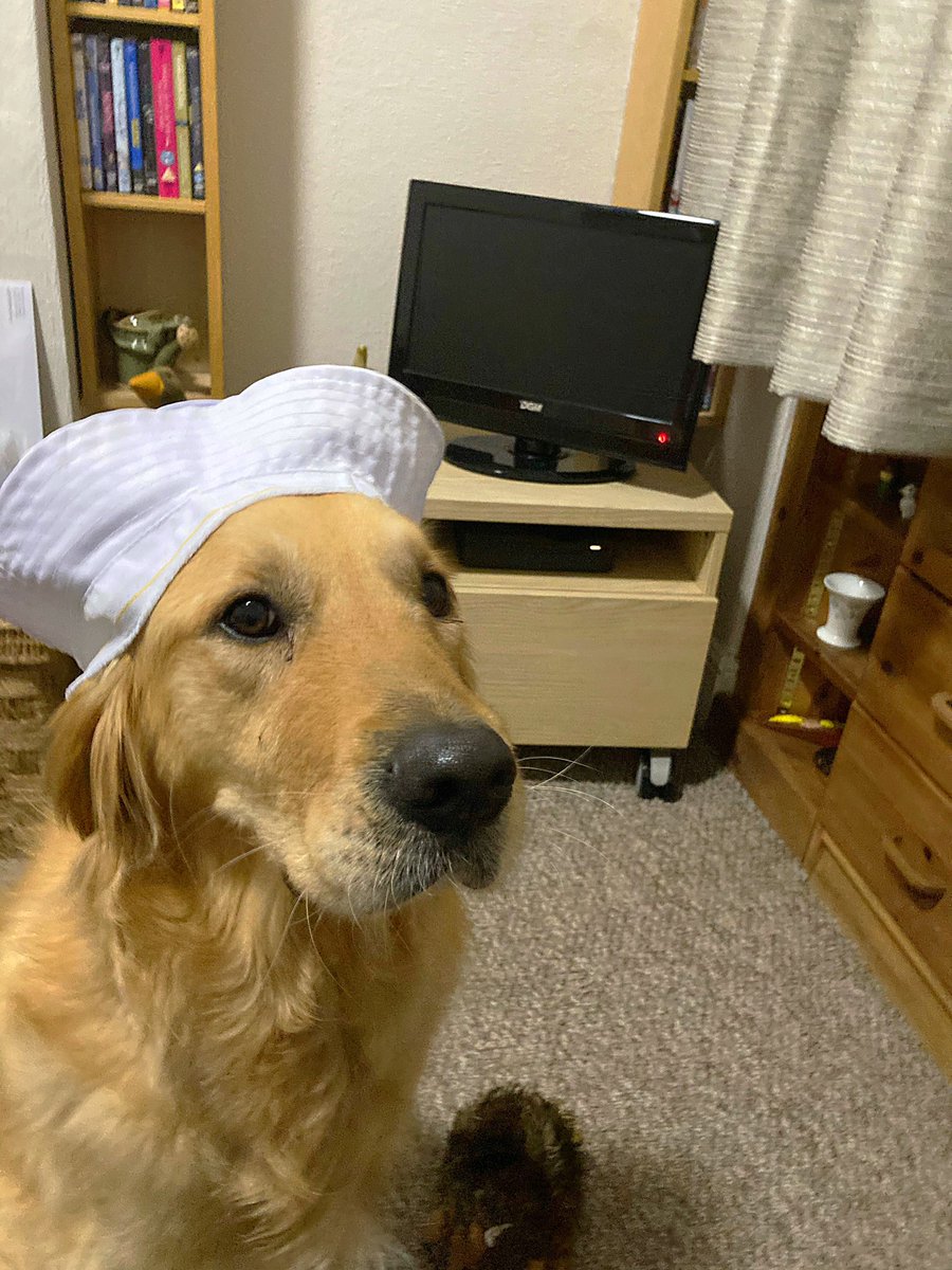 lucyj_95's tweet photo. @brumhippodrome @CarverAdam Dusty ready for week 2, anything goes is his favourite!!! He loves Sutton Foster 🥰 https://t.co/xk1RRWX0pD