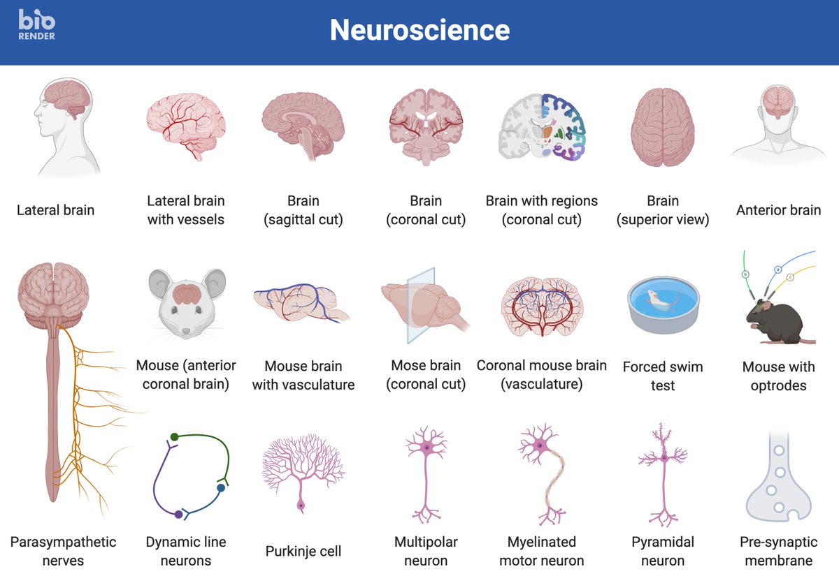BioRender's tweet image. Calling all neuroscientists 🧠 We’ve just published an easy-to-access neuroscience ‘icon pack’!
Here's a look at some of our favourites.
Start illustrating: app.biorender.com/biorender-temp… #neuroscience #AcademicTwitter