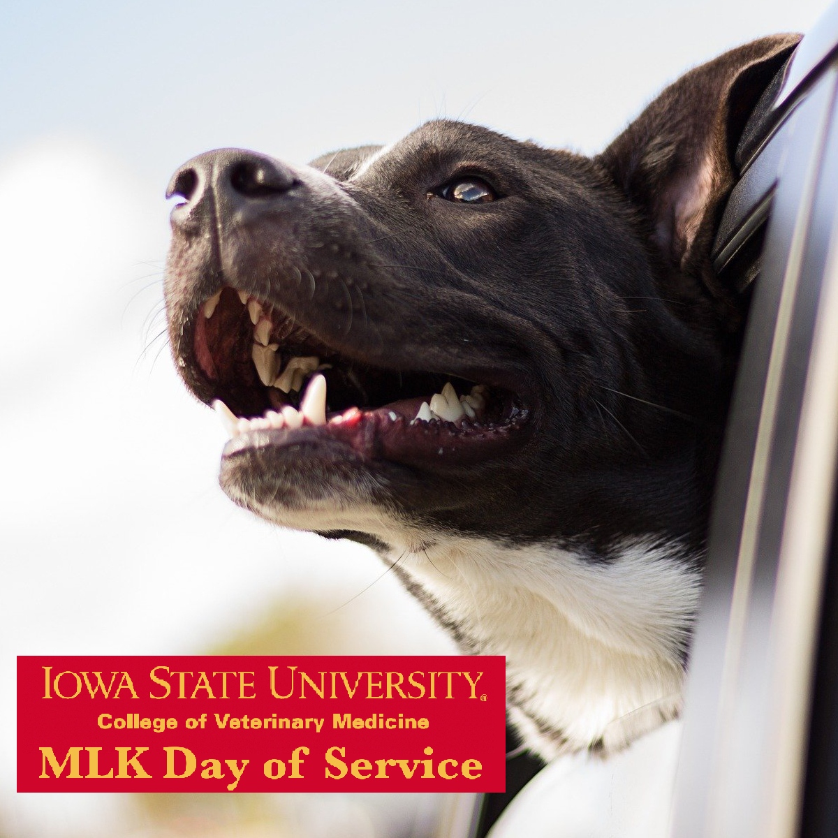 ISUVetMed's tweet photo. We have a mental health crisis within the veterinary profession. Not One More Vet (NOMV) is helping transform the status of mental wellness so veterinary professionals can survive and thrive through education, resources and support. Donate @ https://t.co/JxNyaHtEAl https://t.co/uGQJUgYYMJ