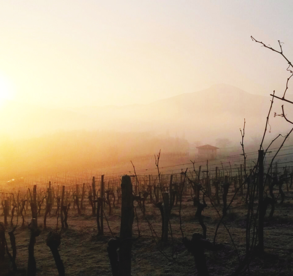 cave_irouleguy's tweet photo. Les vignes de Mignaberry sont aux premières loges pour le spectacle ☀️

#irouleguy #vignes #soleil
https://t.co/A7P37pn4Jy https://t.co/QBWf39ihG5