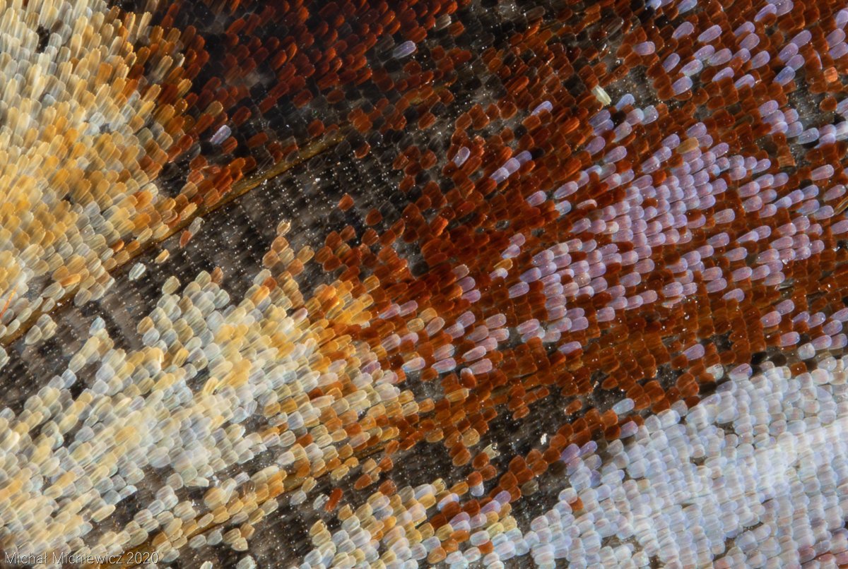 Temnothorax_'s tweet photo. #Lepidoptera is an insect order comprising butterflies and moths. Its Latin name stands for "having scaly wings" and under the right magnification, it's easy to see why. 

#Entomology #butterfly #macrophotography @CanonPoland https://t.co/FRU8tn1VXw
