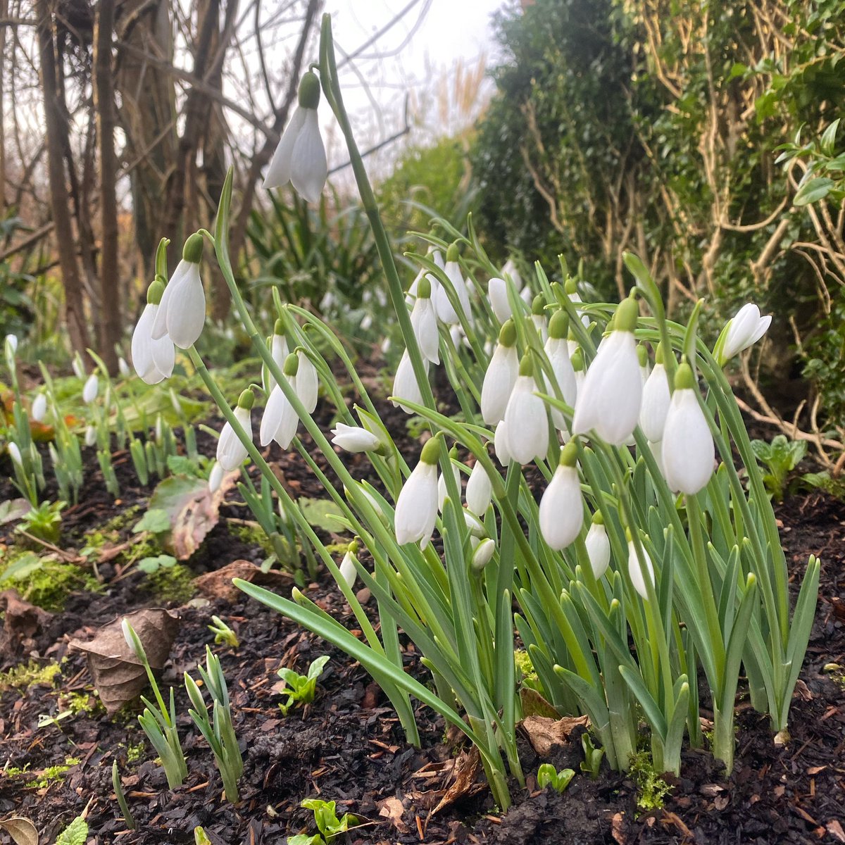 Brief but very enjoyable standing (well crouching) &amp; staring at some snowdrops today, whist waiting for my nursery order to be put together by the wonderful <a href="/GreatDixter/">Great Dixter</a> nursery. I can’t wait to put all the new plants in my customer’s garden next week. 
#plantshopping #gardening