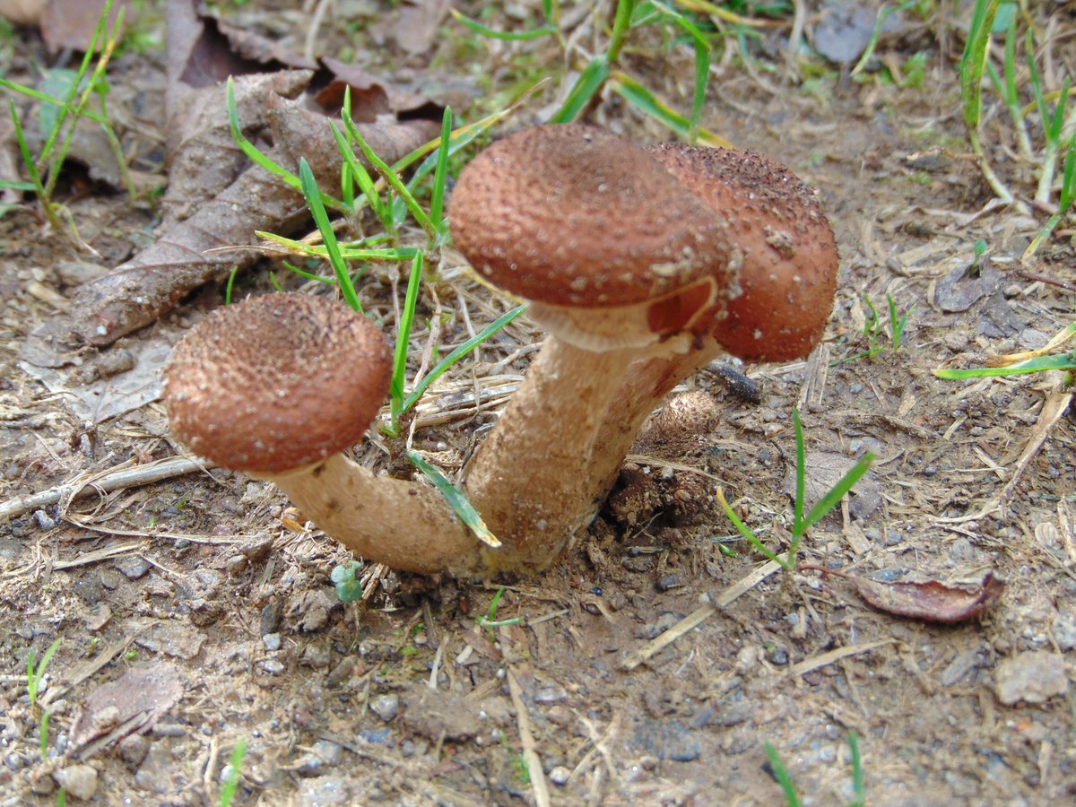 arboles_magicos's tweet photo. El organismo más grande del mundo es una Armillaria gallica que se encuentra en Michigan, cubre un área de 150.000 m2 y pesa al  menos 9.500 kg, con una edad de 1.500 años de edad. https://t.co/zlblSaFJwz