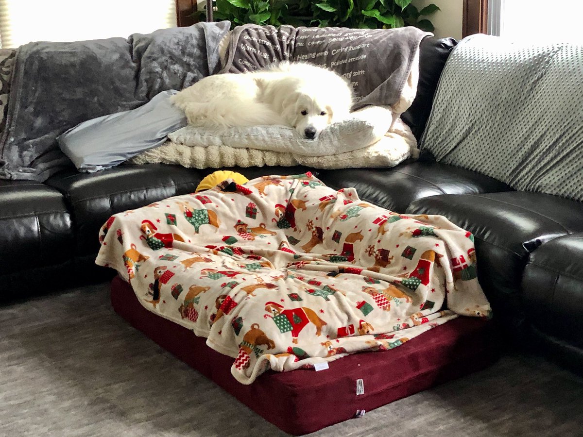 FergustheFormi1's tweet photo. Of course I have my own giant bed next to the couch. #spoileddogs https://t.co/6iTzjmCYM0