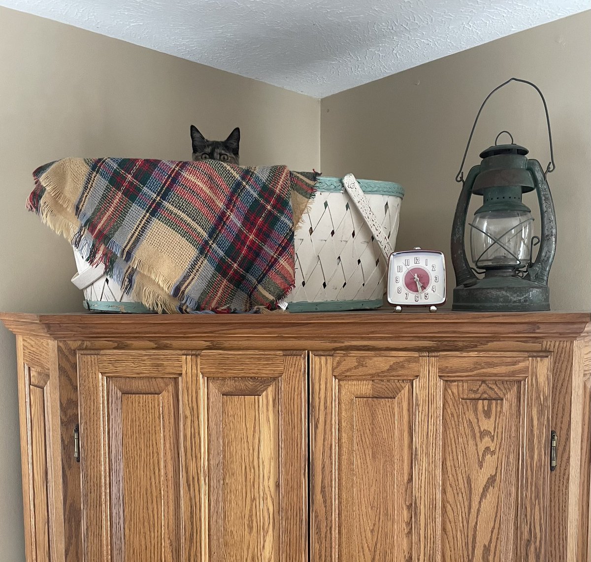 AnitaKRoss's tweet photo. This...this morning.
#CatsOnTwitter #BusyIzzy https://t.co/Mcg3XpHK5d