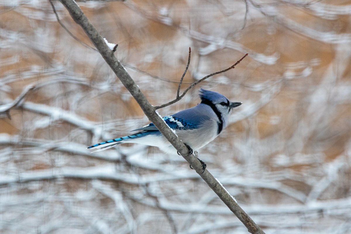 vestjon's tweet photo. Haven't seen much of the blue jays this winter, so was happy to see this fella.  He made his presence known, in typical noisy fashion.  #birds #birdphotography  #TwitterNatureCommunity https://t.co/67tmhEX02m
