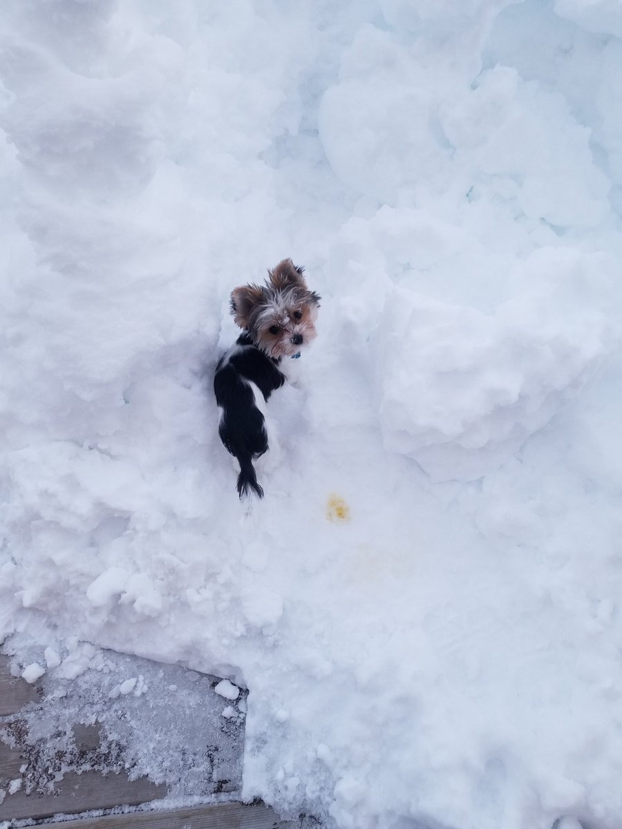 DieterTheDog's tweet photo. Little hoomans made a fort of snows, so I peed in it. Yip, that's mine too #noappologies #badboy #DogsofTwittter https://t.co/RAI2nz0I29