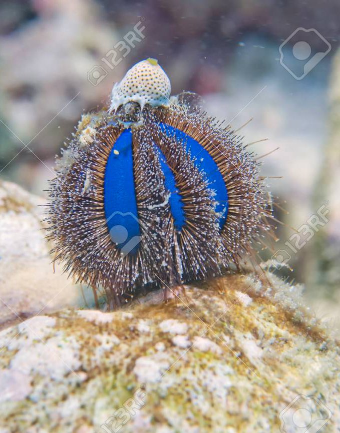 Lady Gaga as sea urchins - a thread