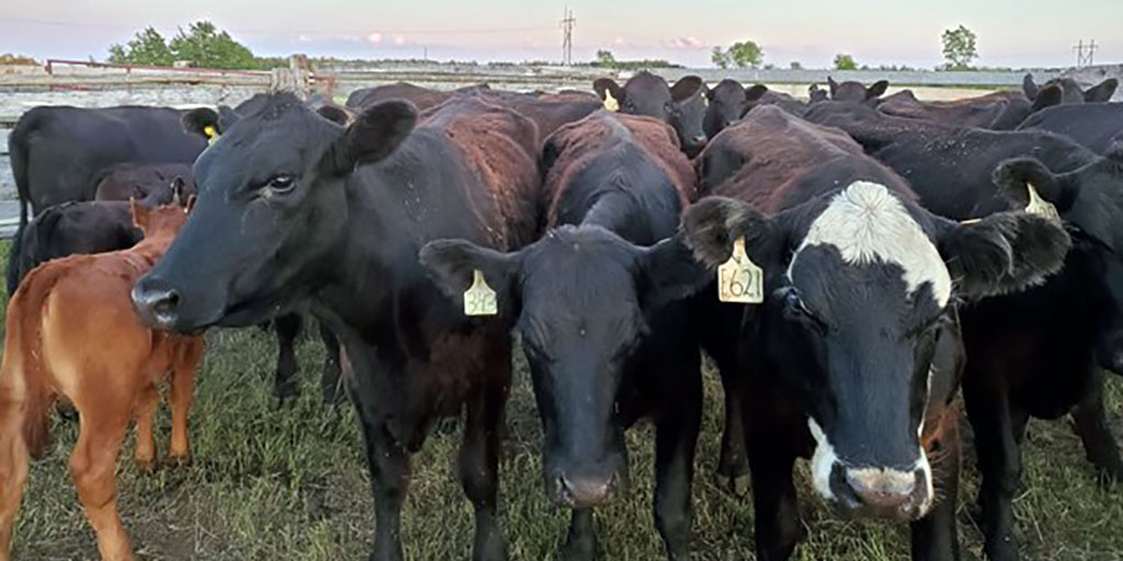 Considering a #WLPIP policy? Check out the WLPIP decision calculator and find the policy that suits your operation. wlpip.ca #BeefProducers