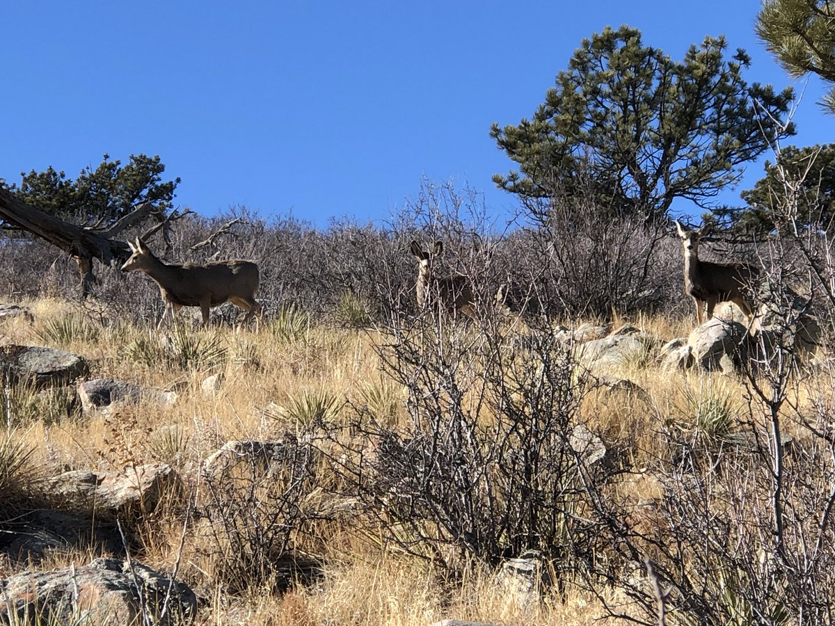 DerekJSebastian's tweet photo. I’d say by the sheer numbers and visitation, these deer are really enjoying the extra browse this winter due to the @BoulderCountyOS #cheatgrass treatments with #Rejuvra!  Cant wait to see how the data unfolds when we crunch the numbers this spring @KSUGrad91 https://t.co/AAIxByrucz