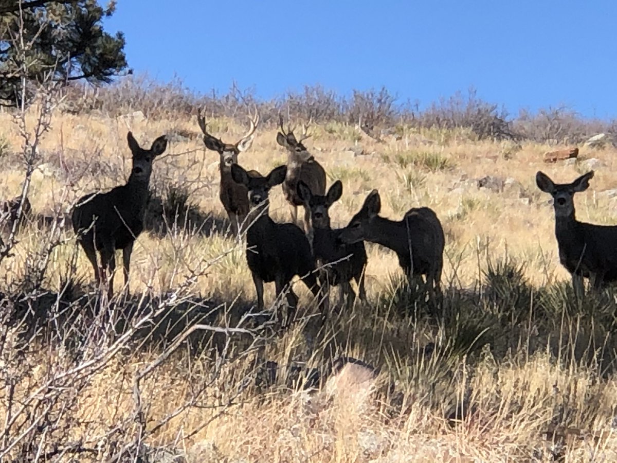 DerekJSebastian's tweet photo. I’d say by the sheer numbers and visitation, these deer are really enjoying the extra browse this winter due to the @BoulderCountyOS #cheatgrass treatments with #Rejuvra!  Cant wait to see how the data unfolds when we crunch the numbers this spring @KSUGrad91 https://t.co/AAIxByrucz