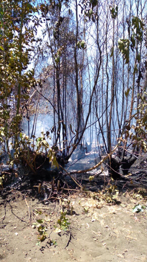 TVCONTIVISION's tweet photo. #CVahora... se reactiva #IncendioForestal en sector #LosMedanos, comuna de #Chanco. #Bomberos trabaja con #AlarmaGeneral y con apoyo de brigadas y aeronaves privadas. https://t.co/Dj9C6iStYj