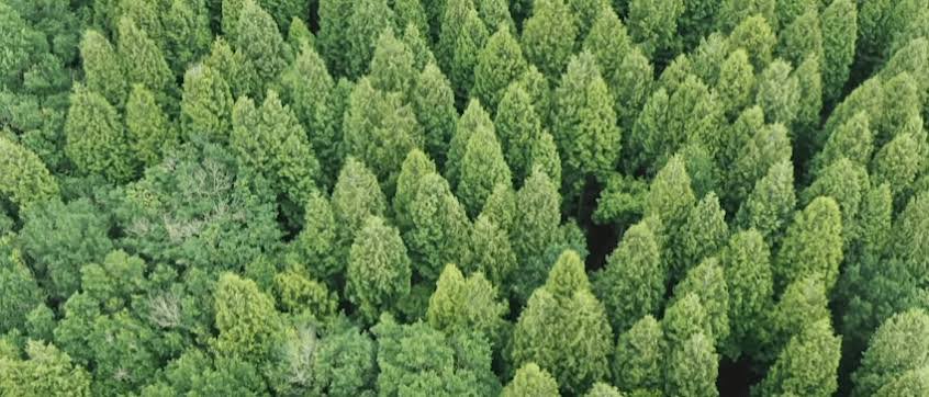 Dünyada ortalama 3 trilyon ağaç var.
Buna ek olarak 1.2 trilyon ağaç dikilmesi,
atmosferimizdeki karbondioksit gazını azaltmanın,
dolayısıyla zararlı iklim değişikliğiyle başetmenin
en etkili yoludur.
-Prf. Thomas Ward Crowther/
  ETH Zürich Ünv.