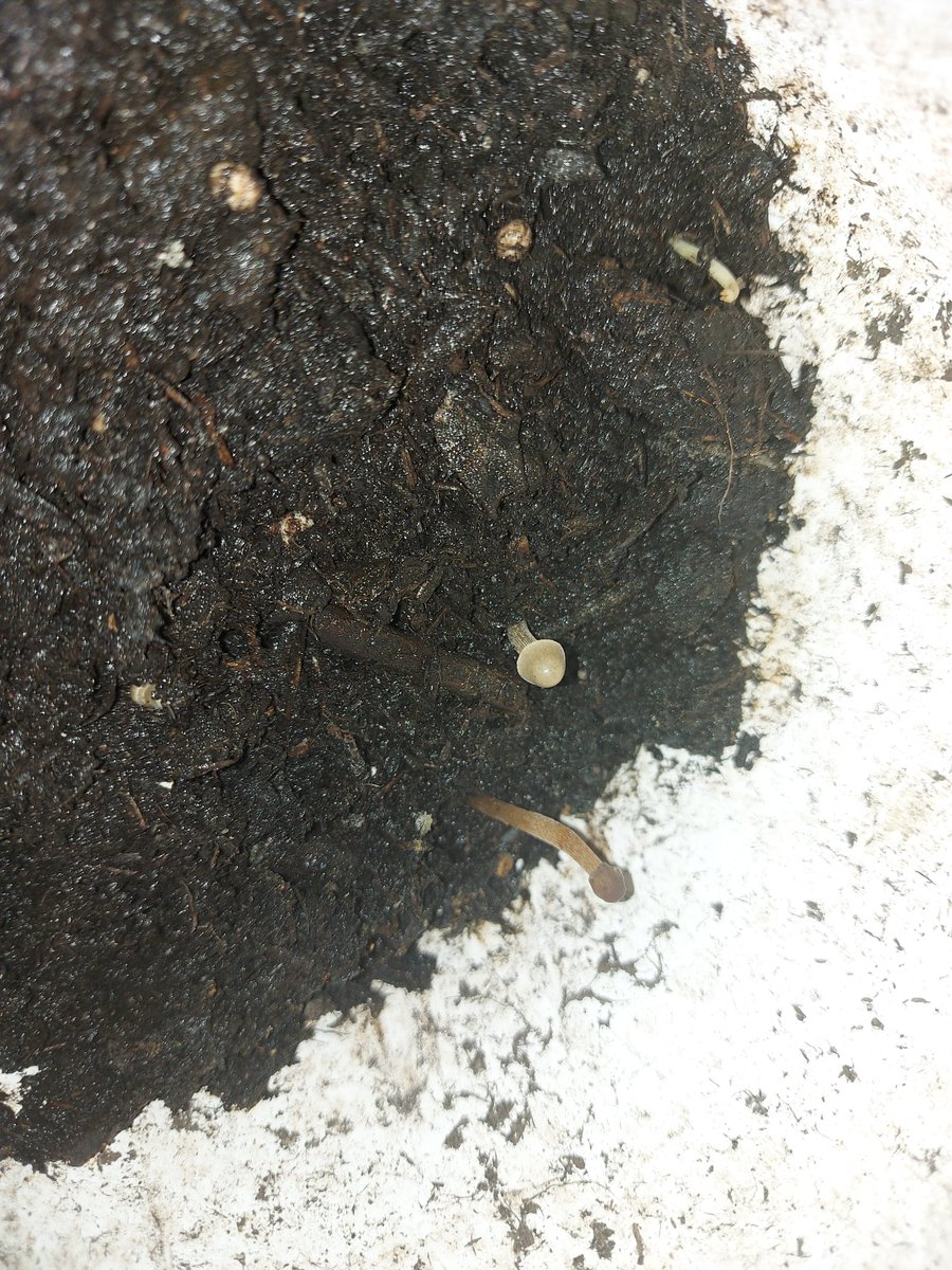 FlorianRyser's tweet photo. Irgendwie ist was falsch gelaufen...
Habe litschis angepflanzt und es wachsen pilze?!? https://t.co/rNZYUKEAhK