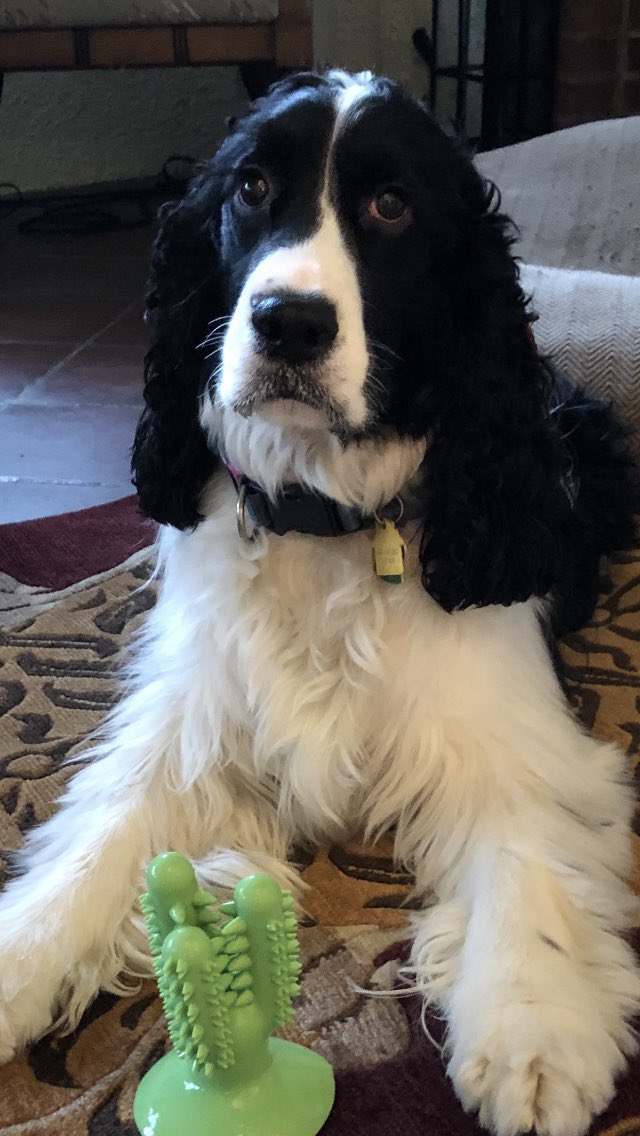 JoanGallos's tweet photo. Charles Darwin #VirtualComfortDog with an inquiry. Is it me or do the last hours of this presidency feel like chewing on a plastic cactus? Stop the grifting & destruction already! I pray for you all, for Joe & Kamala & for the safety of our nation. #DogsOfTwitter #inauguration https://t.co/9P2cey5sZv