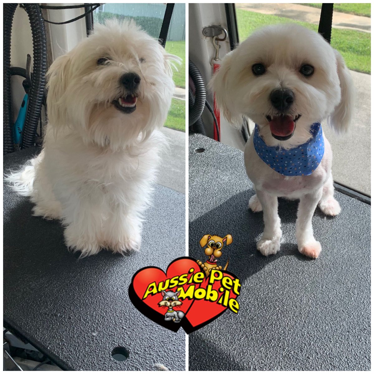 apmboca's tweet photo. New week, new me! #AussiePetMobile #AussiePetMobileBoca #MobileGrooming 🐾🚐 #PetGrooming 🐶🐱 #MobilePetGrooming 🧼🛁#DogGrooming #CatGrooming #Groomers ✂️ #MobileGroomers #CleanAndCute https://t.co/soqR1PM96K