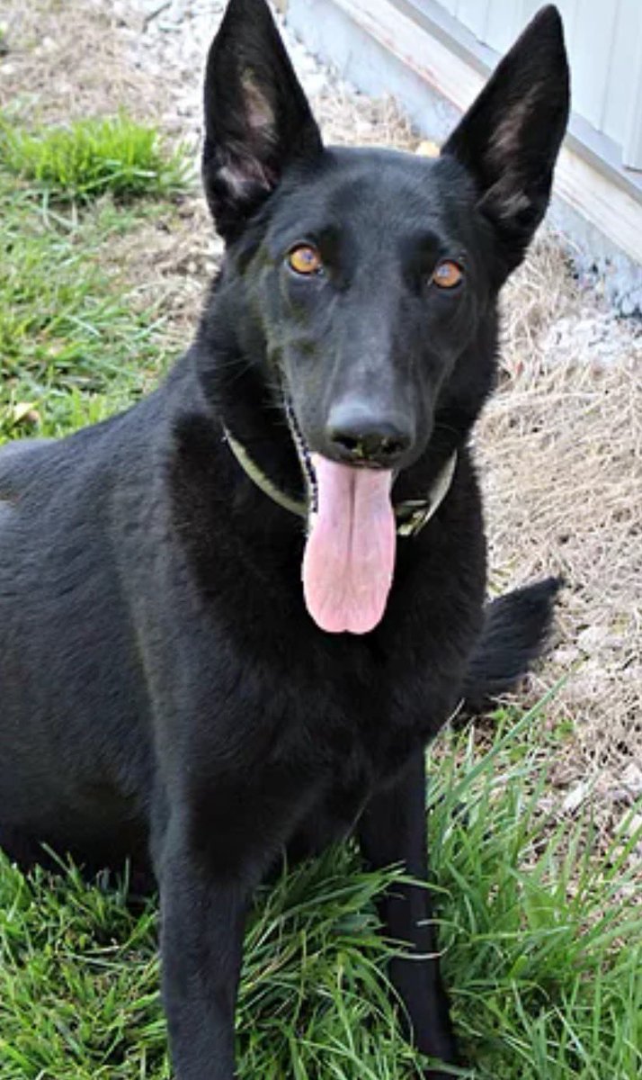 Cami Ryan, PhD tweet media