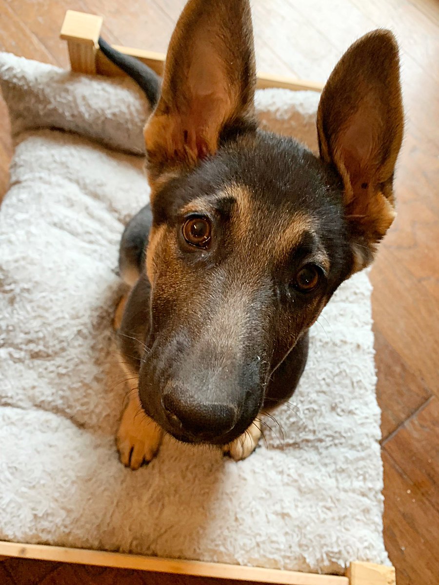 Cami Ryan, PhD tweet media