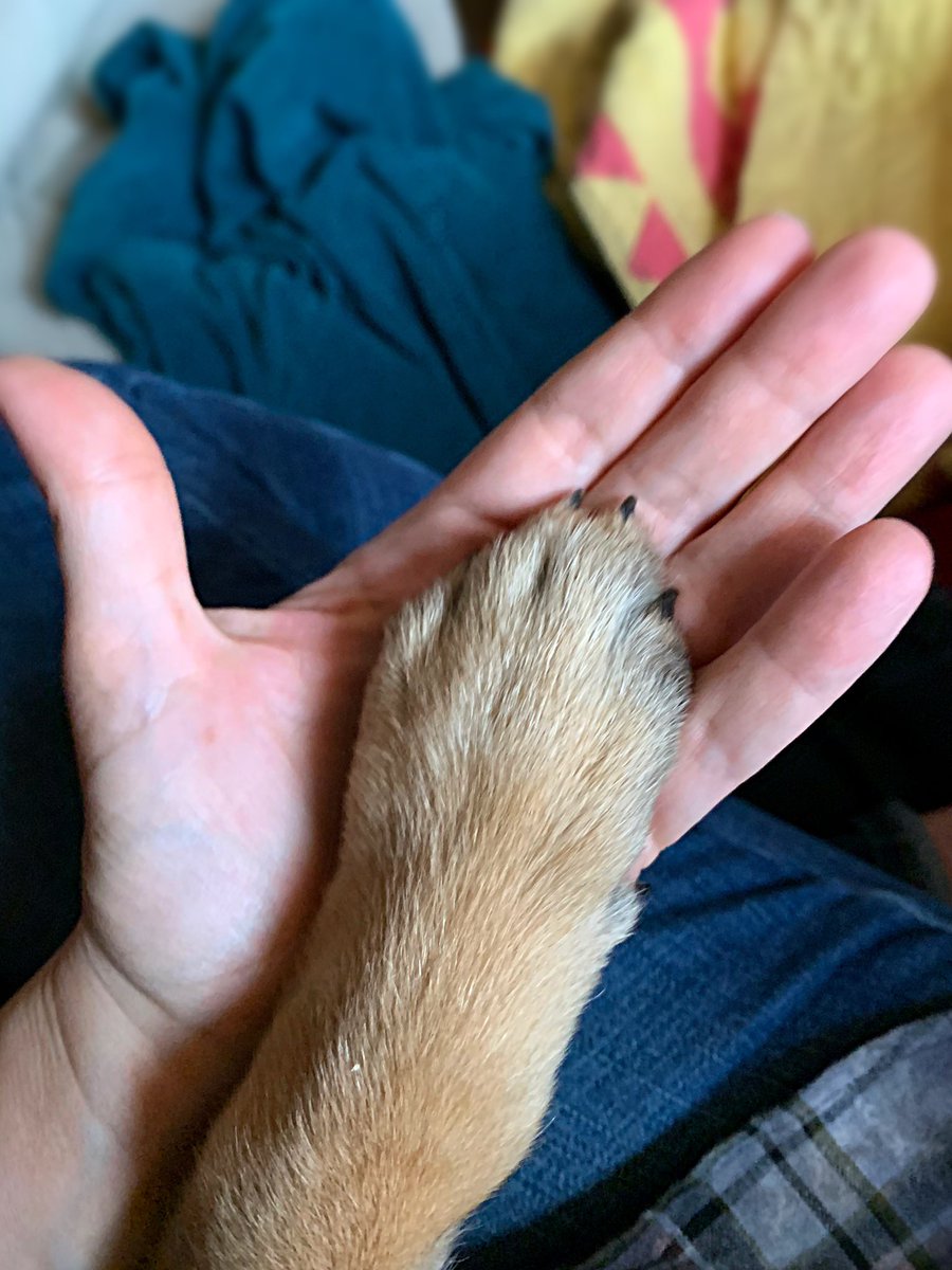 Cami Ryan, PhD tweet media