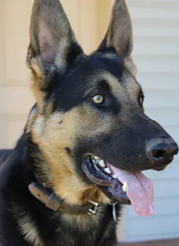 Cami Ryan, PhD tweet media