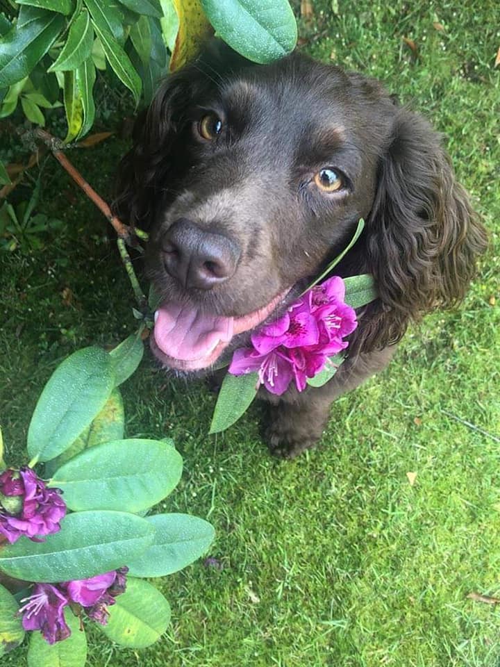 The_Animal_Team's tweet photo. 🆘🆘#STOLEN CO-OP #OUTWOOD #WAKEFIELD TODAY 4.15pm 18/1/21🆘🆘 Elderly man has had his lovely #CockerSpaniel stolen. Chipped. Spayed. Contact details on poster. May have been taken by two men in a red car. https://t.co/NW2nKahl6k #dogs #dogsoftwitter #StolenDogs #MissingSpaniel https://t.co/BypLc7B0zL