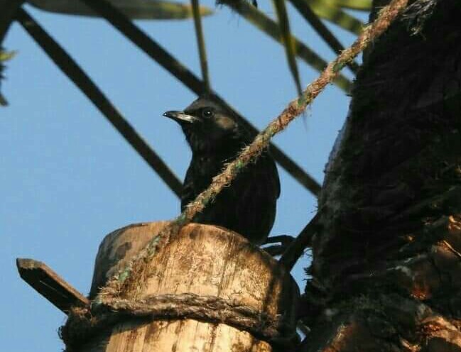 snshindol's tweet photo. Wow... This toddy is damn good !! ๐
#RedVentedBulbul
Clicked these @hindolbeauty's at #Kharmul #HindolNAC seemingly admiring the human handiwork: a bamboo jar collecting toddy ๐๐๐
#nature #positivevibes #birdphotography #IncredibleHindol
See link๐
https://t.co/Lgs0KKVJbh https://t.co/iVPDMWLVko