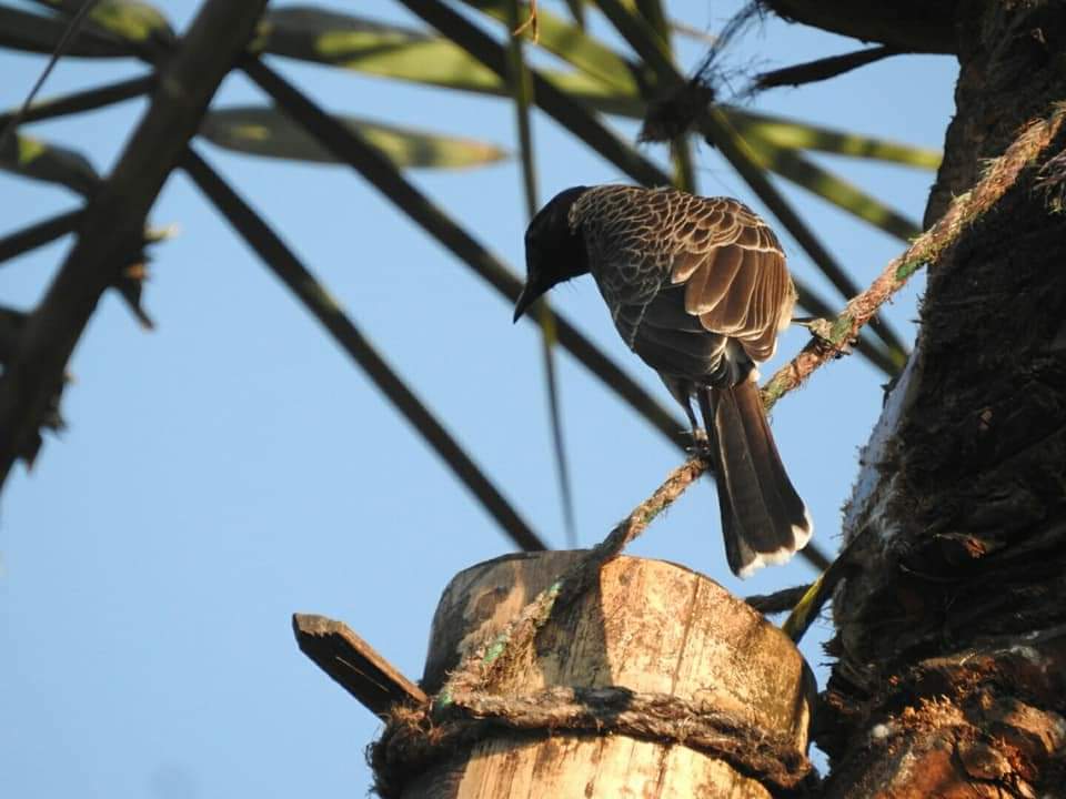 snshindol's tweet photo. Wow... This toddy is damn good !! ๐
#RedVentedBulbul
Clicked these @hindolbeauty's at #Kharmul #HindolNAC seemingly admiring the human handiwork: a bamboo jar collecting toddy ๐๐๐
#nature #positivevibes #birdphotography #IncredibleHindol
See link๐
https://t.co/Lgs0KKVJbh https://t.co/iVPDMWLVko