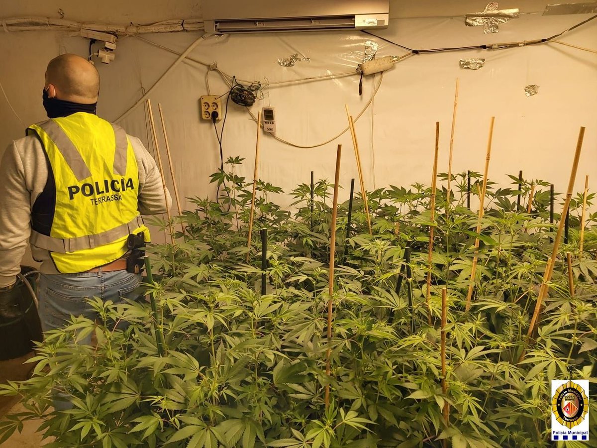 CanalTerrassa's tweet image. 🚨 La @PoliciaTrs desmantella una plantació de marihuana al barri de Les Arenes terrassadigital.cat/la-policia-mun… #Terrassa #LesArenes