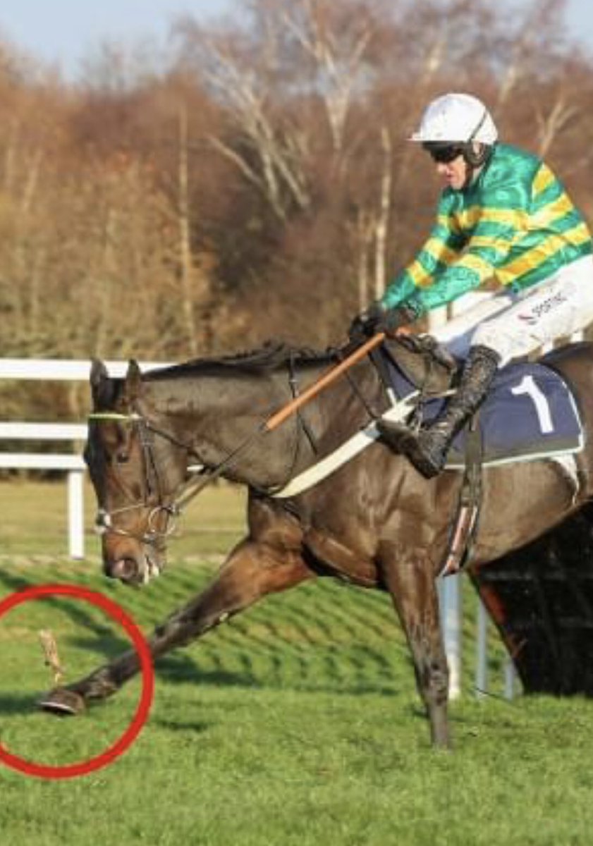 Who ‘wood’ have taught it!            Next Saturday will mark 390 days since Newcastle.                                      390 long days off the track, now that would really get under your skin!! #BuvIsBack