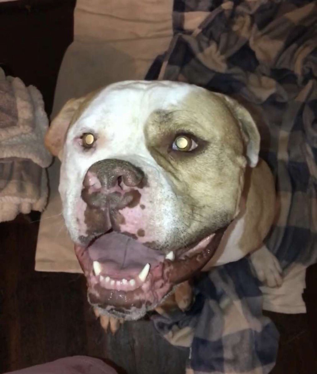 Meet Maverick, this weeks Pet of The Week!!!