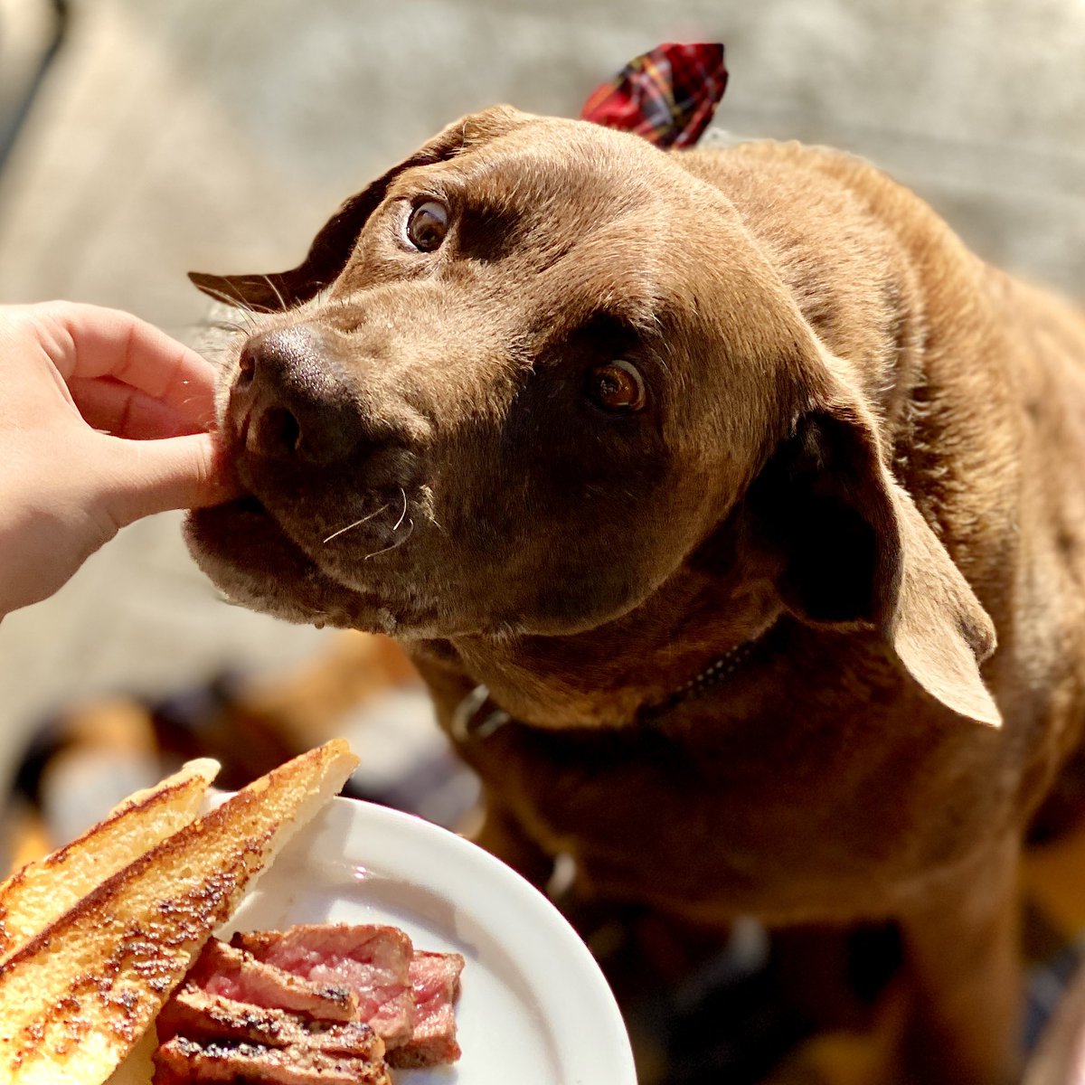 IONPrint's tweet photo. What gets you as excited as Marty is for lunch? Are you passionate about your family? Business? Skydiving? We want to know! Tell us in the comments โฌ๏ธโฌ๏ธโฌ๏ธ
.
.
.
.
#martymonday #yegdogs #yegbiz #yegbizwomen #yeg #yeglocal #yegbusiness #yegbuzz #yegbusinessowner #yegentrepreneur https://t.co/UmniVE2fkZ