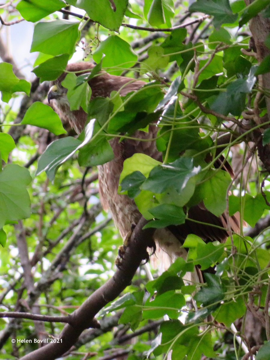 Helen Bovill tweet media