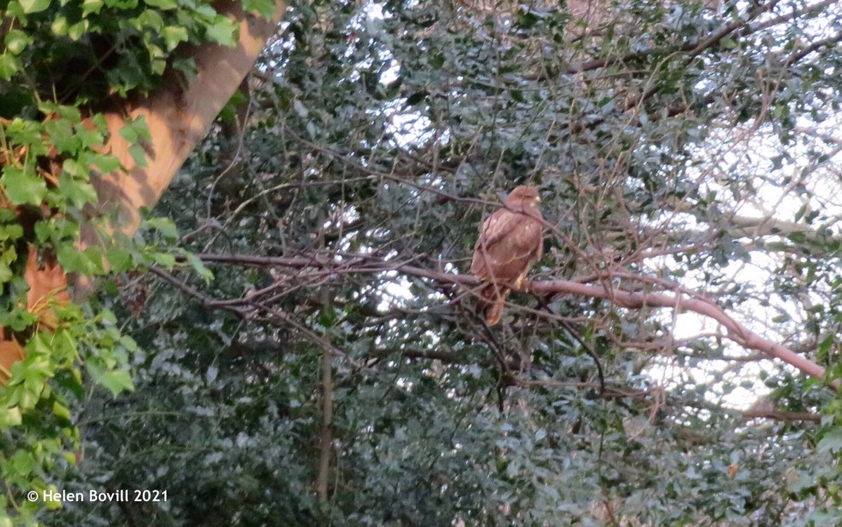 Helen Bovill tweet media