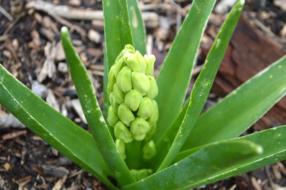 Texasgardener8a's tweet photo. A white hyacinth preparing to bloom. #green #leaf #spring #closeup #iloveplants #grass #stem #terrestrialplant #botany #floweringplant #grassfamily #plantstem #herbaceousplant #leafy #springday #springstyle #botanicalgarden #flowery #flowerlove #myflowers #springishere https://t.co/rvJt2BFsfO