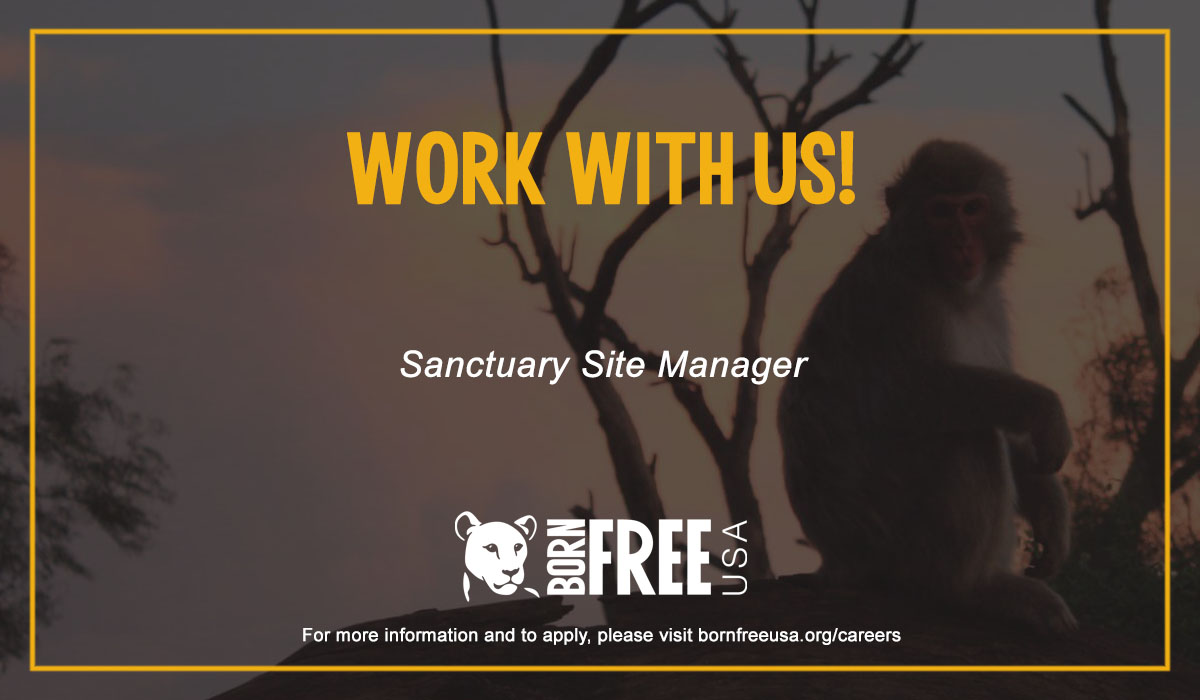 BornFreeUSA's tweet photo. WORK WITH US! Born Free USA is seeking a site manager for our #primate #sanctuary in #Texas to manage the physical infrastructure of our 175-acre facility. Learn more and apply at https://t.co/qzTJWWG8sQ #JobPosting #JobSearch https://t.co/9dZjuvHoYE